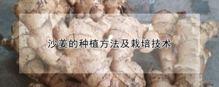 沙姜的种植方法及栽培技术,第1图