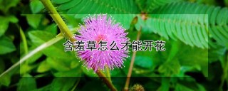 含羞草怎么才能开花,第1图