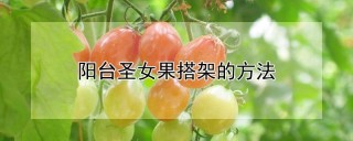 阳台圣女果搭架的方法,第1图