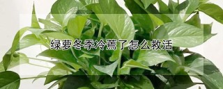 绿萝冬季冷蔫了怎么救活,第1图