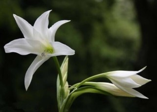 百合花叶子发黄怎么办，教你五种方法让它恢复生机,第6图