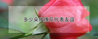 多少朵玫瑰花代表友谊,第1图