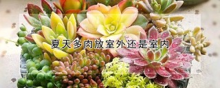 夏天多肉放室外还是室内,第1图