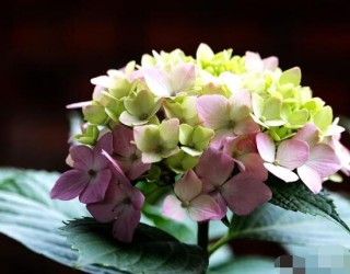 绣球花花期多久，花开花谢持续25天(6-8月开花),第5图