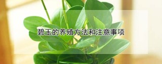 碧玉的养殖方法和注意事项,第1图