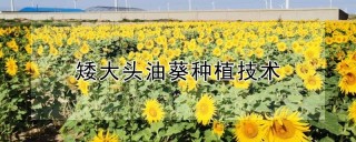 矮大头油葵种植技术,第1图