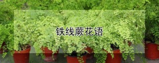 铁线蕨花语,第1图