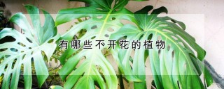 有哪些不开花的植物,第1图