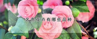 名贵花卉有哪些品种,第1图