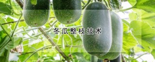 冬瓜整枝技术,第1图