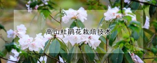 高山杜鹃花栽培技术,第1图