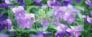 紫罗兰插花怎么养,第1图