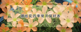 哪些花四季常开又好养,第1图