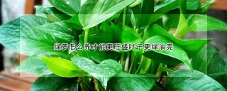 绿萝怎么养才能更旺盛叶子更绿油亮,第1图