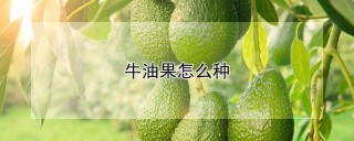 牛油果怎么种,第1图