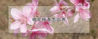 桃花枝条怎么养,第1图