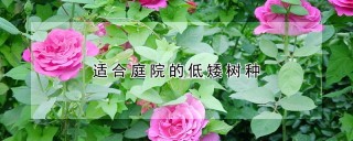 适合庭院的低矮树种,第1图