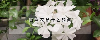 白雪花是什么颜色,第1图