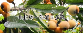 枇杷树一年能长多高,第1图