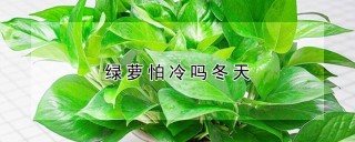 绿萝怕冷吗冬天,第1图