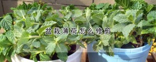 盆栽薄荷怎么修剪,第1图