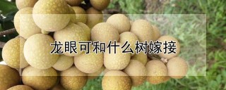 龙眼可和什么树嫁接,第1图