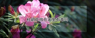 杜鹃花放在家里有毒吗,第1图