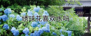 绣球花喜欢水吗,第1图