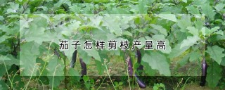 茄子怎样剪枝产量高,第1图