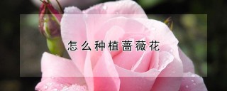 怎么种植蔷薇花,第1图