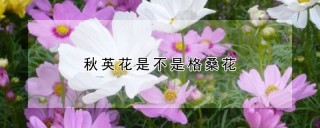 秋英花是不是格桑花,第1图