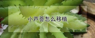 小芦荟怎么移植,第1图