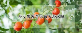 圣女果发芽后每天浇水吗,第1图