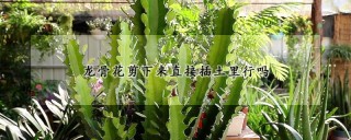 龙骨花剪下来直接插土里行吗,第1图