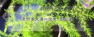 文竹多久浇一次水,怎么浇,第1图