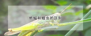 蚱蜢和蝗虫的区别,第1图