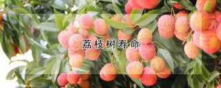 荔枝树寿命,第1图