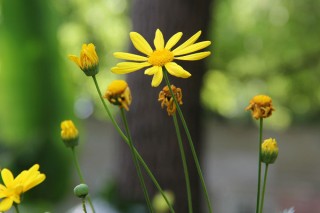 黄色雏菊花语是什么,第2图