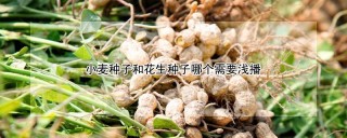 小麦种子和花生种子哪个需要浅播,第1图