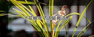 兰花根冻了还能救活不,第1图