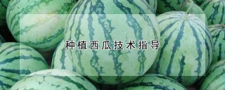 种植西瓜技术指导,第1图