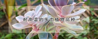 耐高温的多肉植物品种,第1图