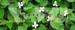 鱼腥草是什么科,第1图