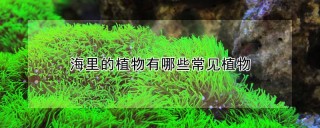 海里的植物有哪些常见植物,第1图