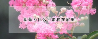 紫薇为什么不能种在家里,第1图