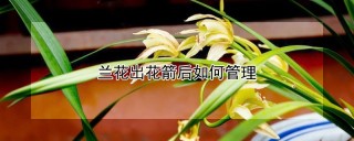 兰花出花箭后如何管理,第1图