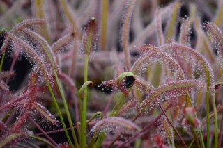 什么花驱蚊效果最好 驱蚊虫的花,第5图