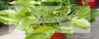 绿萝有气味吗,第1图