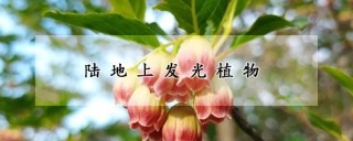 陆地上发光植物,第1图