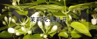 茉莉花几月开,第1图